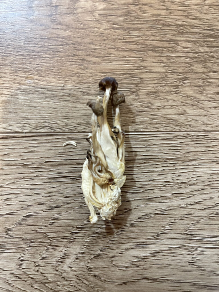 冷蔵庫の中で乾燥したきのこ