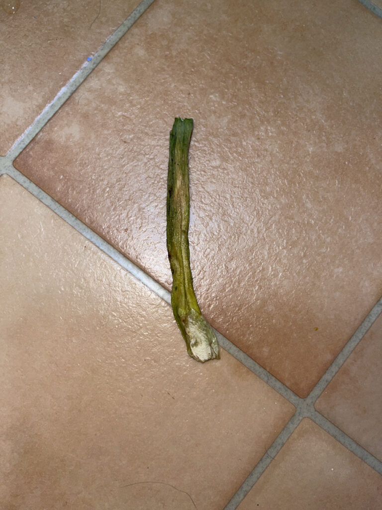 冷蔵庫の中で乾燥した野菜