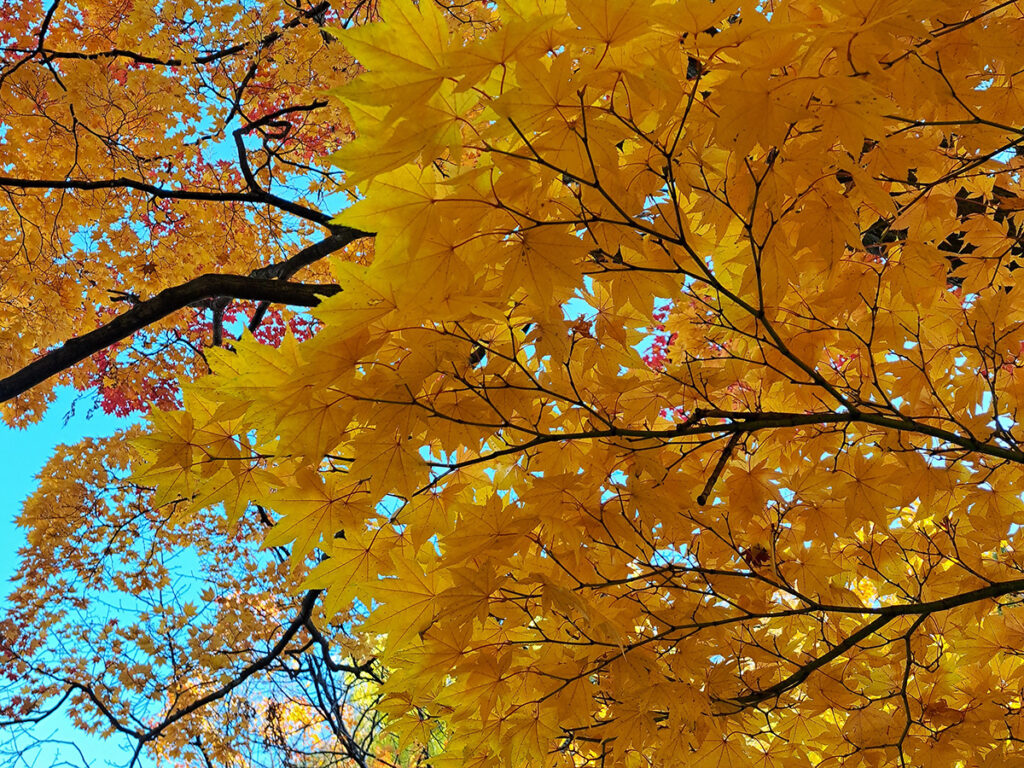 紅葉したカエデ